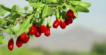 枸杞种植视频,从播种到收获的绿色之旅