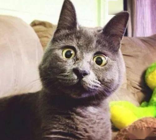 惊讶猫视频,太神奇了！