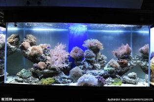 鱼缸养鱼视频,从视频中学到的实用技巧与心得