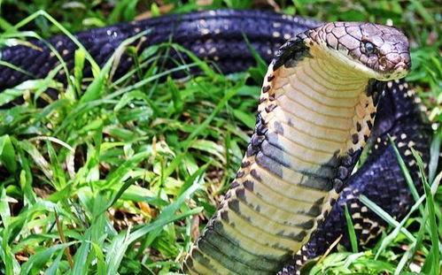 眼睛王蛇吃蛇视频