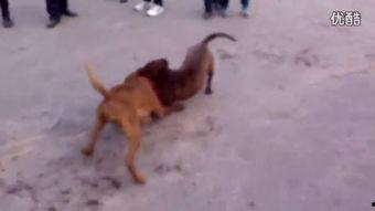 库达犬打斗视频,勇猛对决，热血沸腾