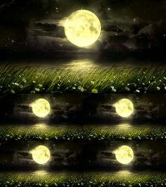 唯美视频素材无水印